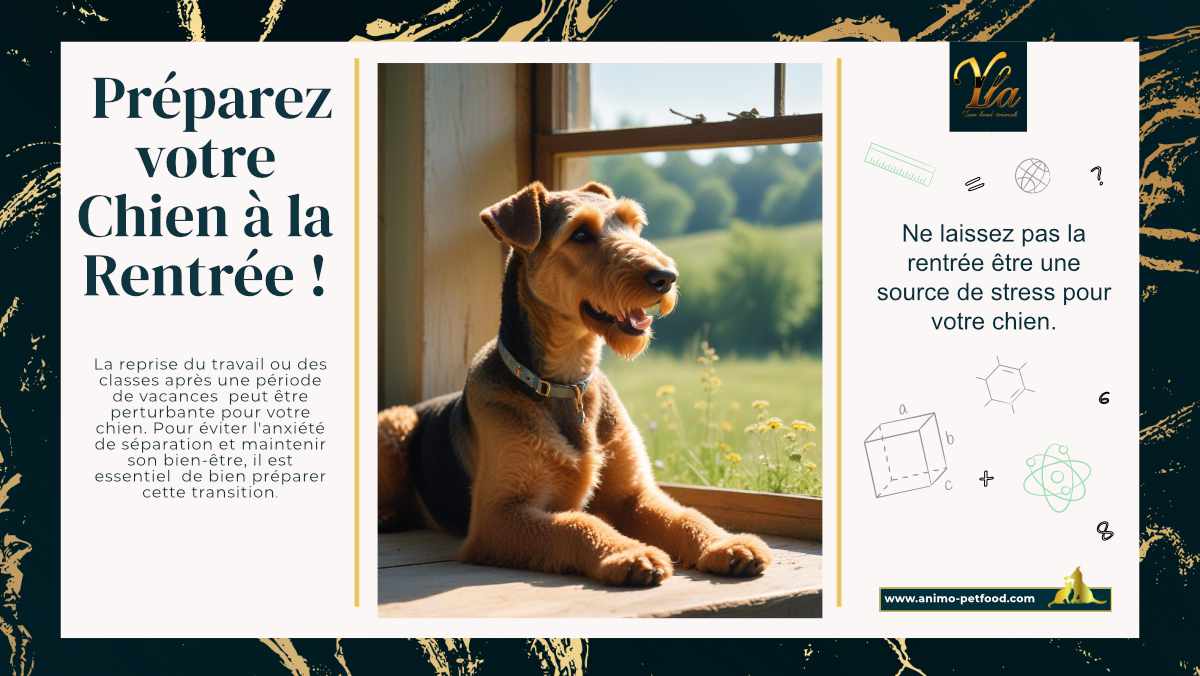 Préparez votre chien à la rentrée avec des conseils pratiques pour éviter l'anxiété de séparation et maintenir son bien-être